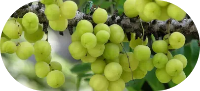 Amlaki