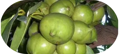 Amlavetas ghan