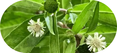 Bhringraj