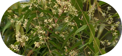 Nimba