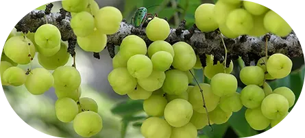 Amalaki