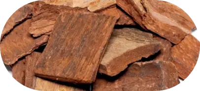 Terminalia arjuna