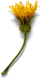 Ayurvedic flower